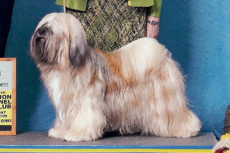 TI LA SHU KATJA | Tibetan Terrier 