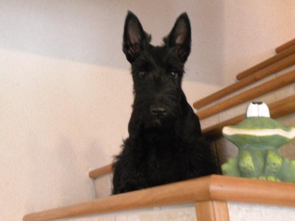 TY CHAS SKOT Jaya | Scottish Terrier 