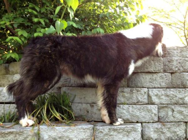 AEBC's Deep Sea Kreechyr | Border Collie 