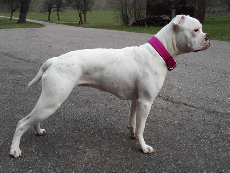 Hillbillies Bad Girl | American Bulldog 