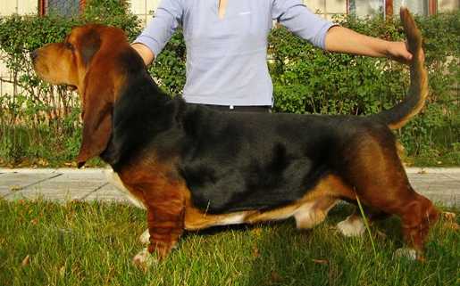 ROCH-N-ROLL Taun Forest | Basset Hound 