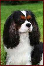 Kinvaar Obsession | Cavalier King Charles Spaniel 