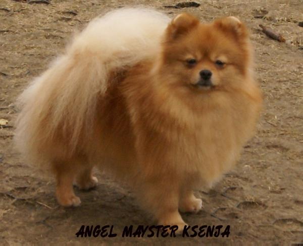 Angel Mayster Ksenja | Pomeranian 