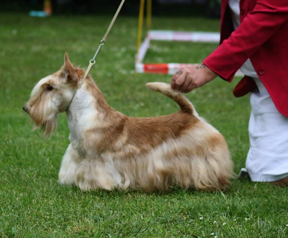 Happy Birthday Du Moulin De McMonique | Scottish Terrier 