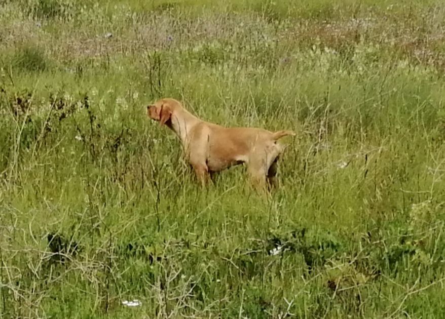 Poppy dos Moinhos do Oeste | Portuguese Pointer 