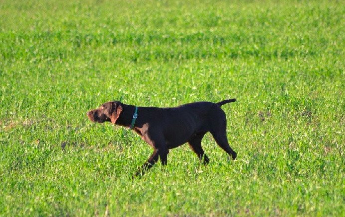 Hambre du Rio Parana | German Shorthaired Pointer 