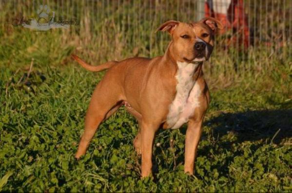 Great Hopes and Dreams des Anges de Kent | American Staffordshire Terrier 