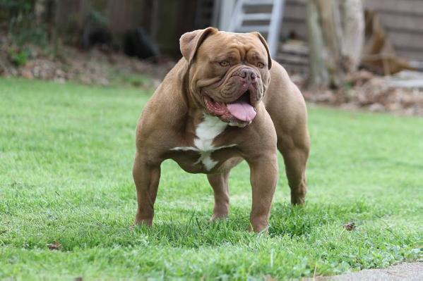 BuffaloCreek's Chocolate Thunder | Olde English Bulldogge 