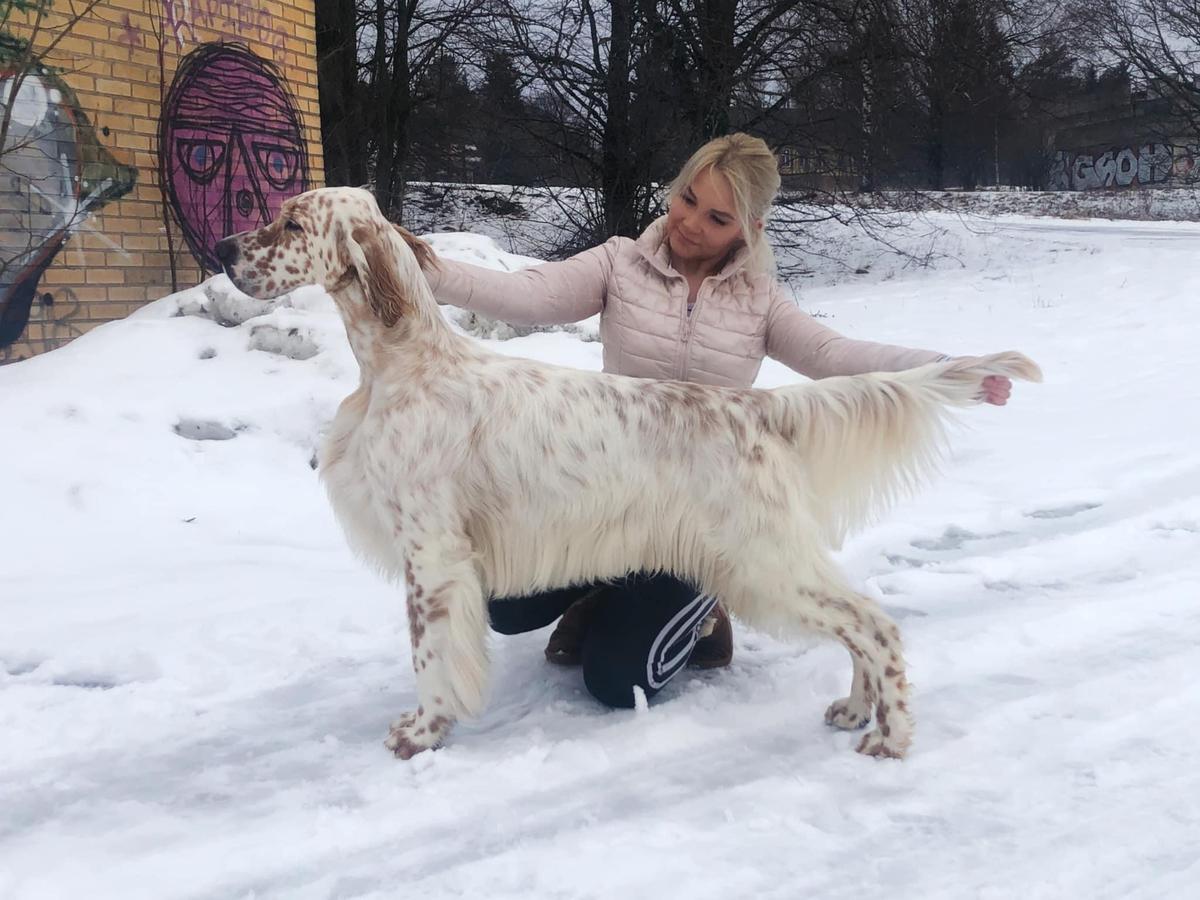 Fairray N Winfield Midsummer Night Dream | English Setter 