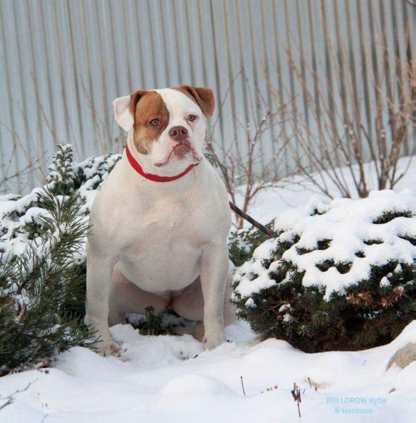 Bulldrow Cuba | American Bulldog 