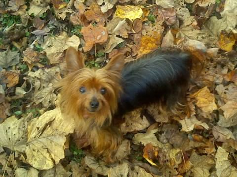 Princess Babie Coleman | Yorkshire Terrier 