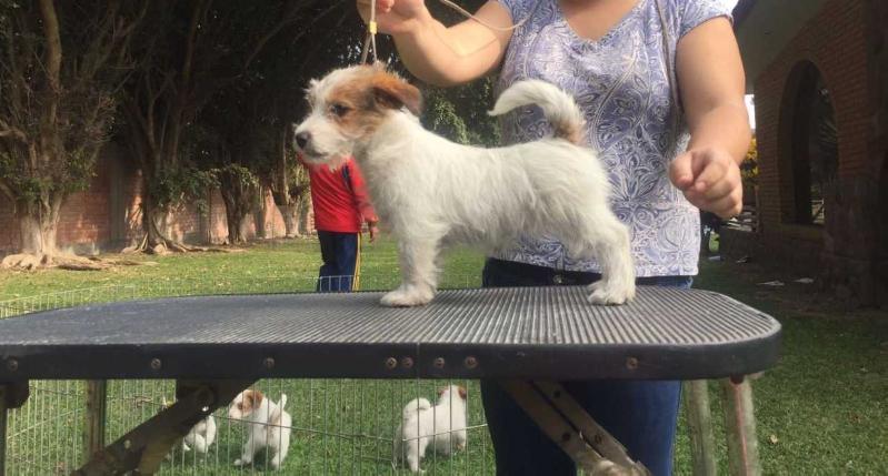 VILABOSI ACQUA E SALE | Jack Russell Terrier 