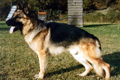 Enno von der Hasentilke | German Shepherd Dog 