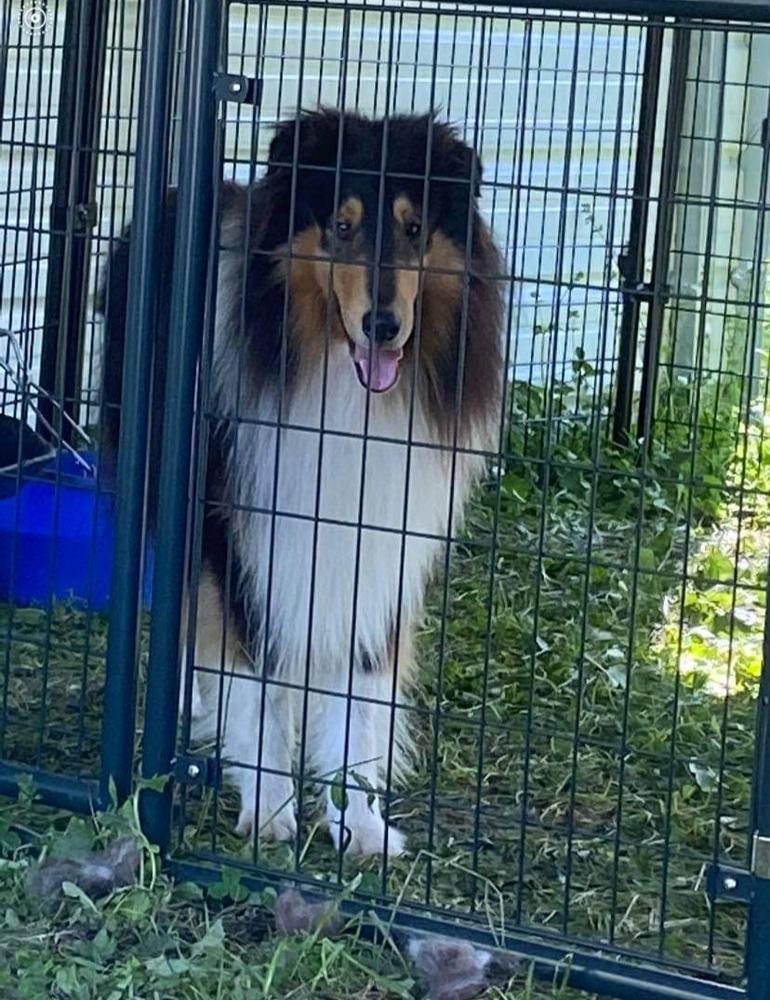 Lost Acres R-Star Edmond Out Of Narnia | Rough Collie 