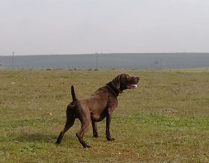 Solo Del Cakic | German Shorthaired Pointer 