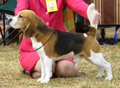 Beagelee Finnish Spirit | Beagle 