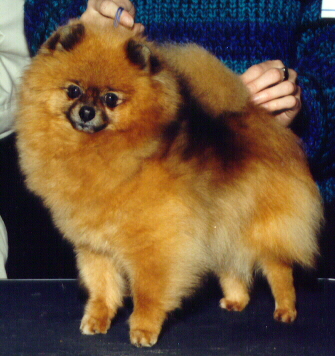 Lovely Lady Shawna-debutante | Pomeranian 