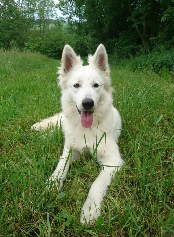 Alma Ria Nika-Ho | White Swiss Shepherd Dog 