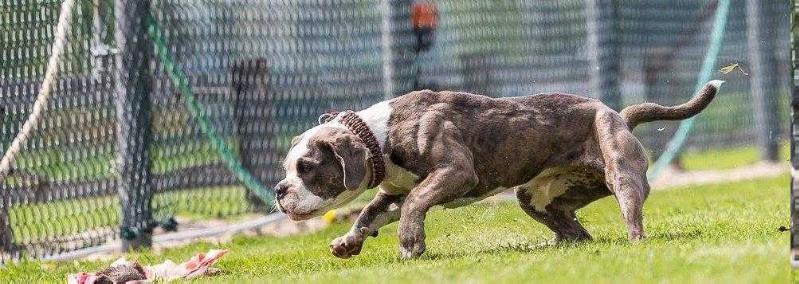 Haduloha Bulls Aurora | Olde English Bulldogge 