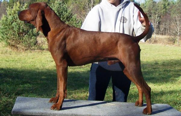 Sidearm They Call Me Mr Pig! | Redbone Coonhound 