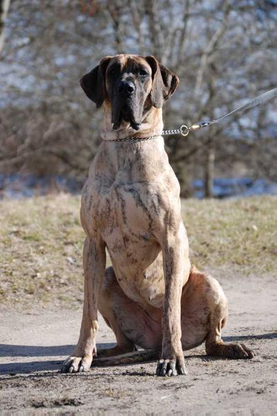 HORTENSJA Corine Bene Te | Great Dane 