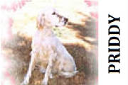 Aberlour Foolish Pride | English Setter 