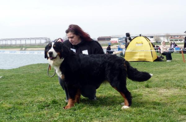 Labanc-Volgyi Ada | Bernese Mountain Dog 