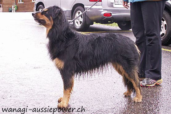 Little Blue River's  Ifama Sheena | Australian Shepherd 