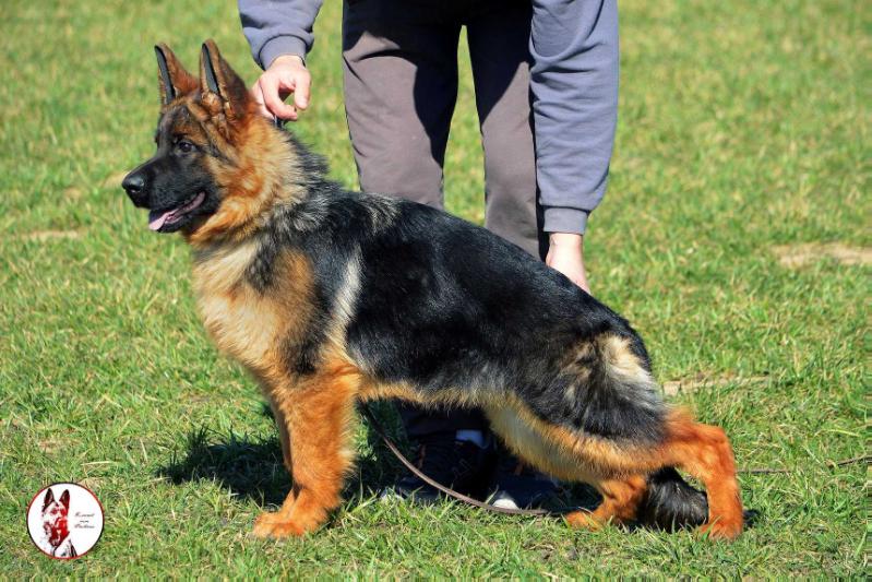 Vega vom Pavhaus | German Shepherd Dog 