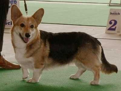 Iriska Z Piashchotanai Zorki | Pembroke Welsh Corgi 