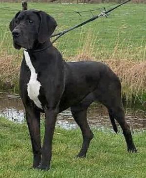 Gladys Van Deltadog | Great Dane 