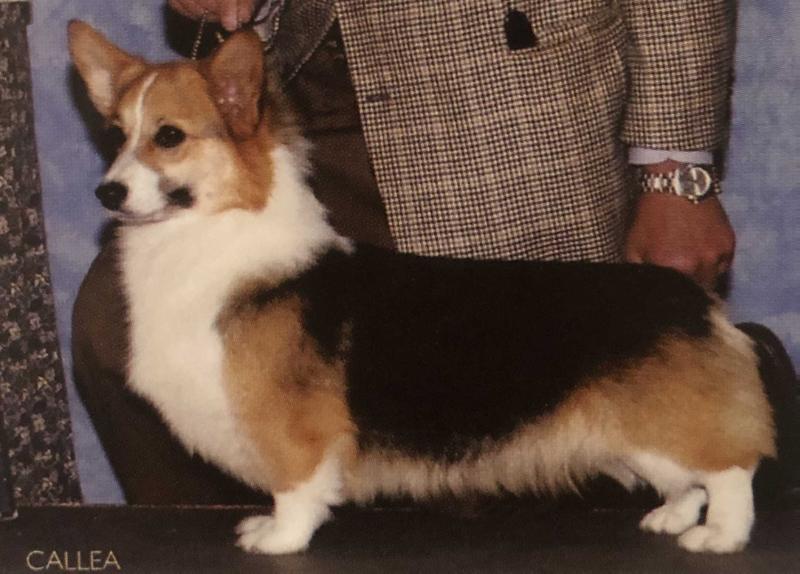 Foxlore Rose Of Tralee | Pembroke Welsh Corgi 
