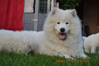 Chosago FCI BLANCA CORVIK | Samoyed 