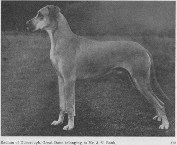 Radium of Ouborough | Great Dane 