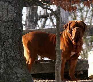 Angel of Mine z Orisku | Dogue de Bordeaux 