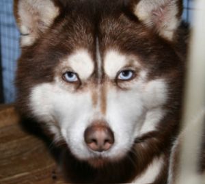 Yashma S Goluboy Zvezdy | Siberian Husky 