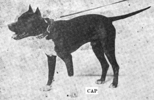 Cap (~1904) | American Pit Bull Terrier 
