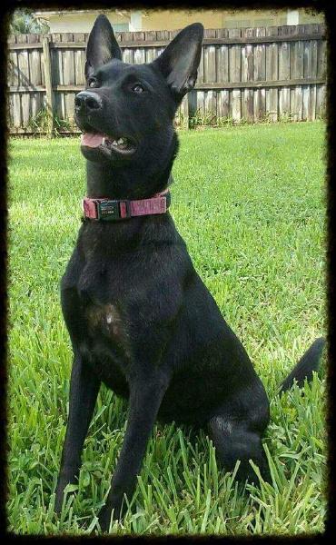 Faith  Meister Waffen | Dutch Shepherd 