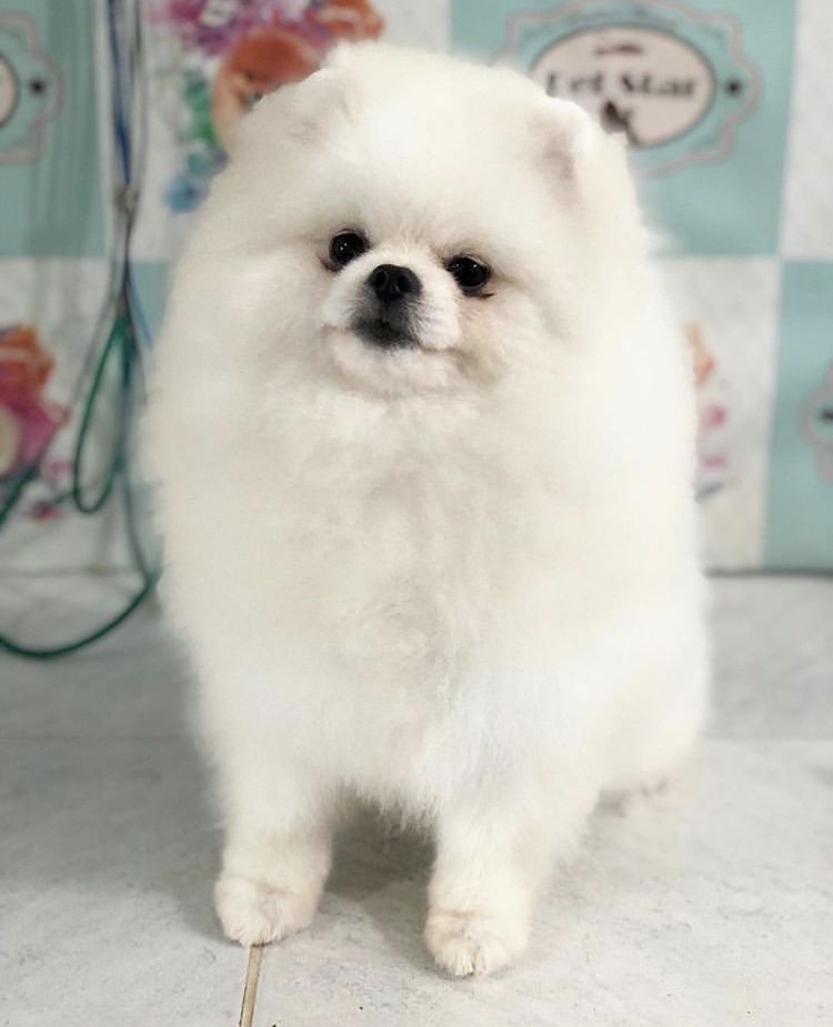 Willy (Hernadez) | Pomeranian 