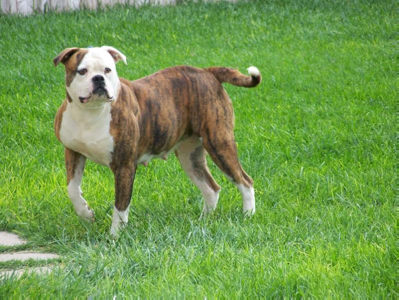 Copeland's Pink Cadillac by Deans | American Bulldog 