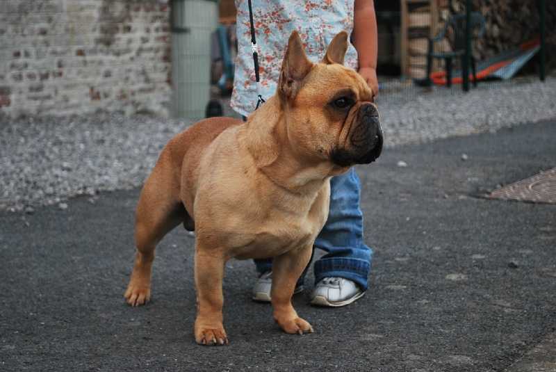 DARKO DU CROT à L'OIE | French Bulldog 