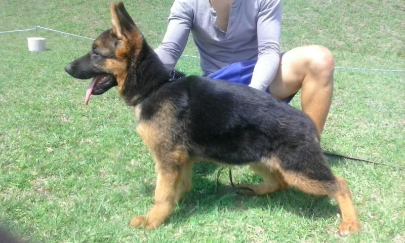 Boxi d House Robert | German Shepherd Dog 