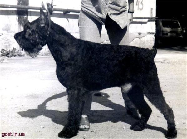 TSELTIS | Giant Schnauzer 