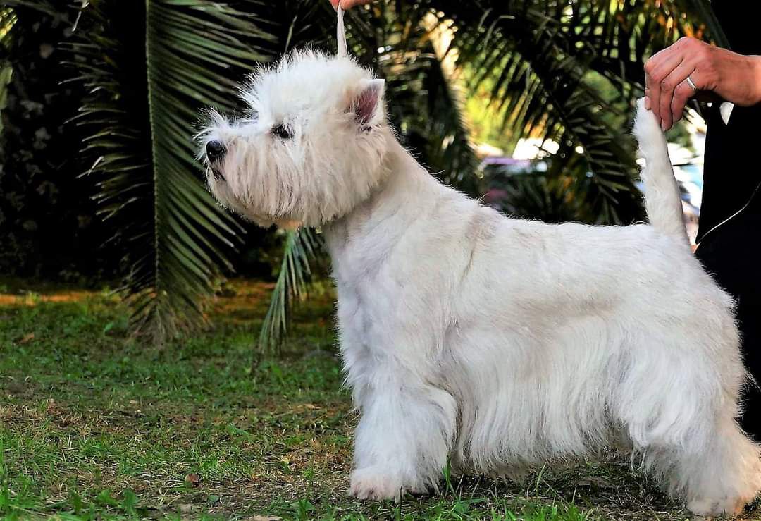 Ofeliya | West Highland White Terrier 