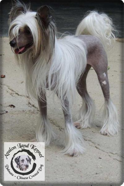 Sasha Di Bono | Chinese Crested 