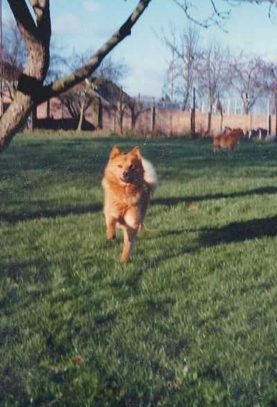 (Winterreise) Toveri Half a Guinea | Finnish Spitz 