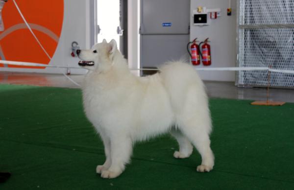 Daylight Denmark Od Raci Studanky | Samoyed 