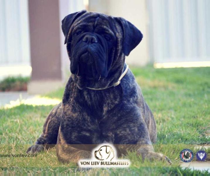 Von Liev Gabriella is Tamsos | Bullmastiff 