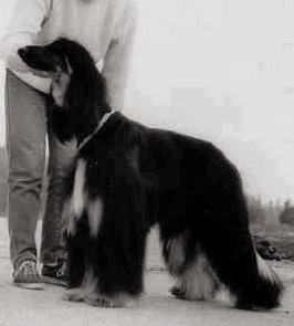 Boxadan Playmate Of The Year | Afghan Hound 