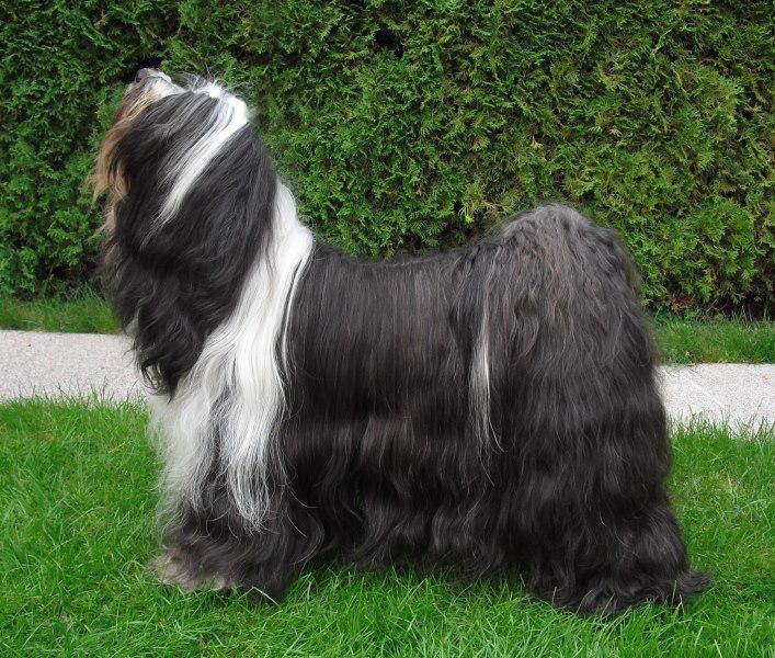 ASHAR YONTAN NAJKOSYVA | Tibetan Terrier 